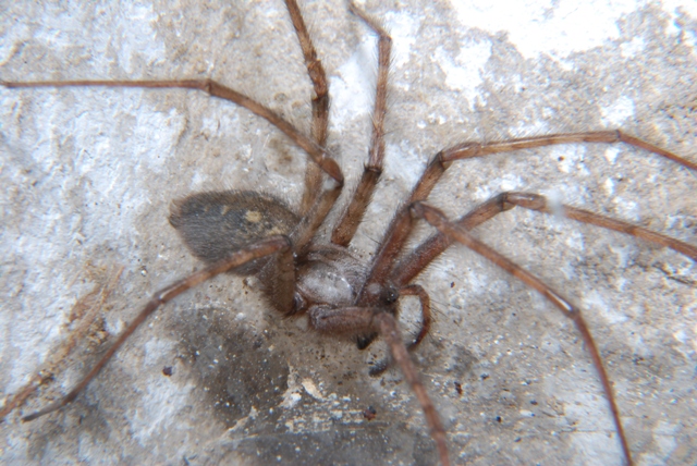 Tegenaria sp.